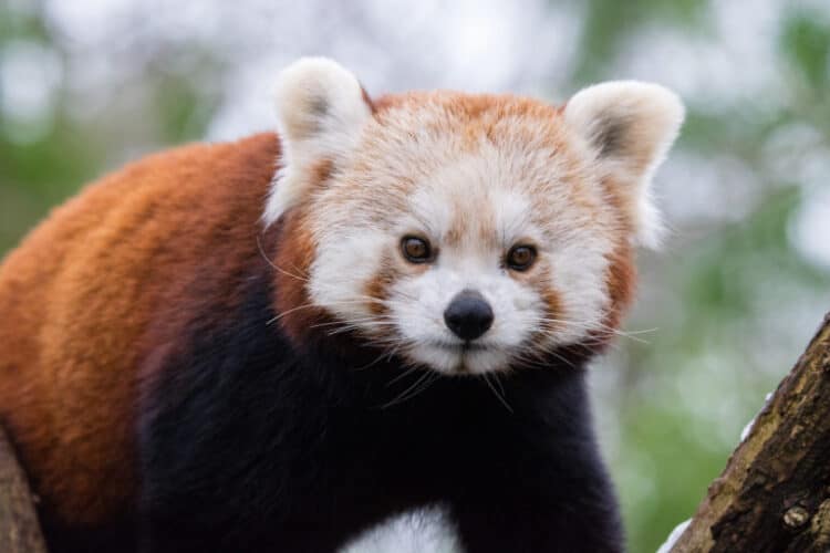 The heavily charismatic and endangered red panda (Ailurus fulgens) is one of the many species found in the forests of Namdapha National Park. Image from the public domain.