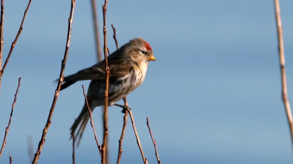 Redpoll Carduelis flammea