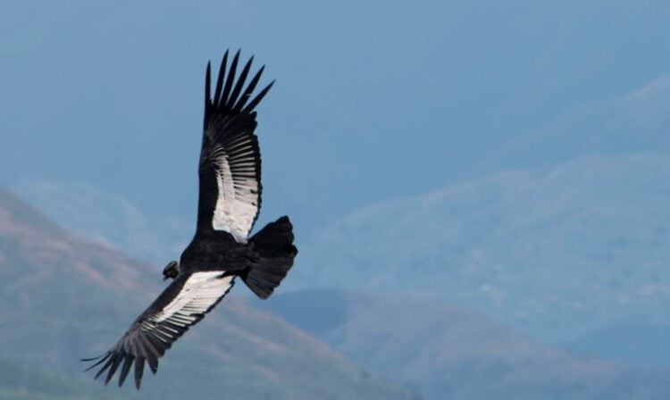 An Andean condor flying over the protected area, courtesy of the Nativa Foundation.