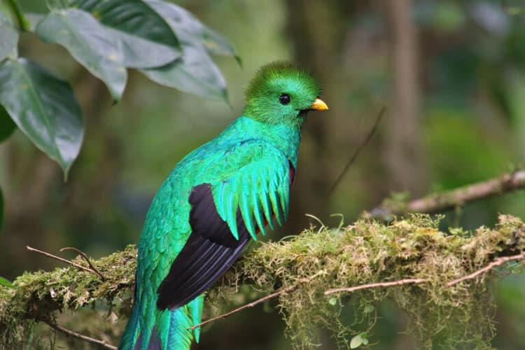 Mountain islands: Restoring a transitional cloud forest in Costa Rica