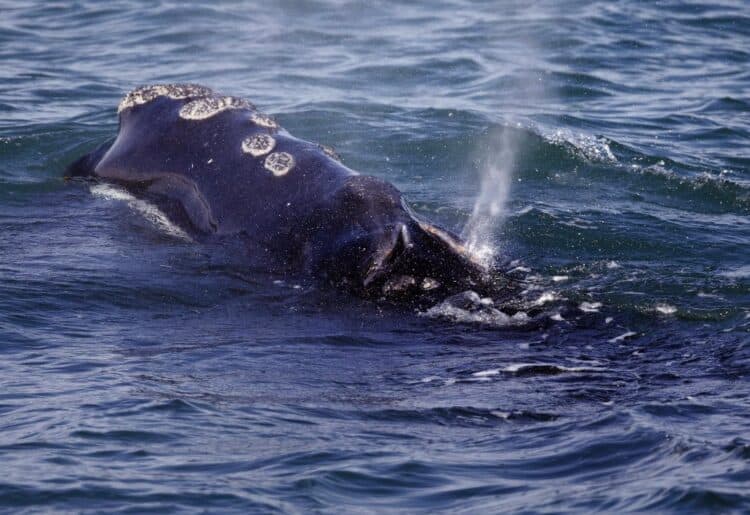 New rules could further slow ship speeds to protect right whales