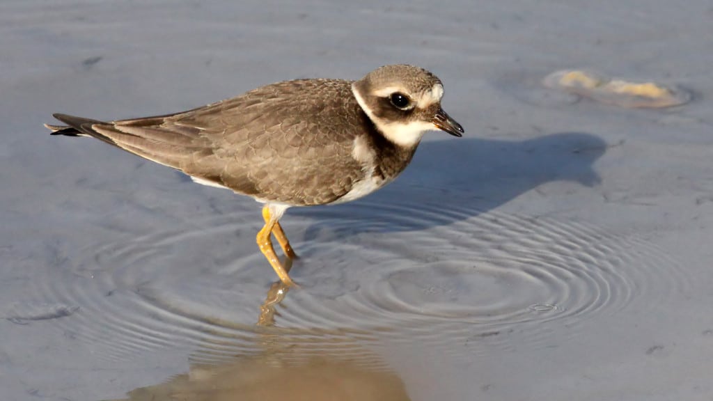 Ringed Plover Charadrius hiaticula