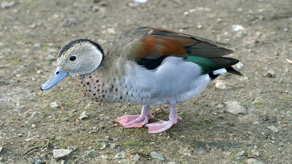 Ringed Teal Callonetta leucophrys