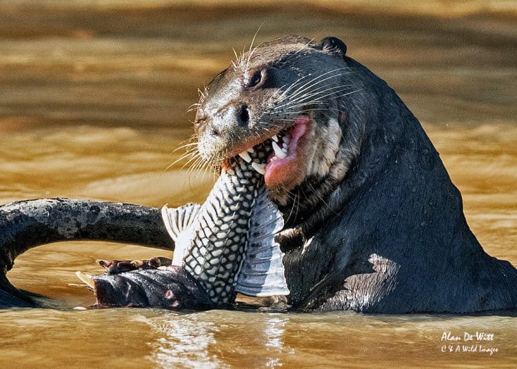 Giant Otters of the Three Brother River in Brazi's Pantanal