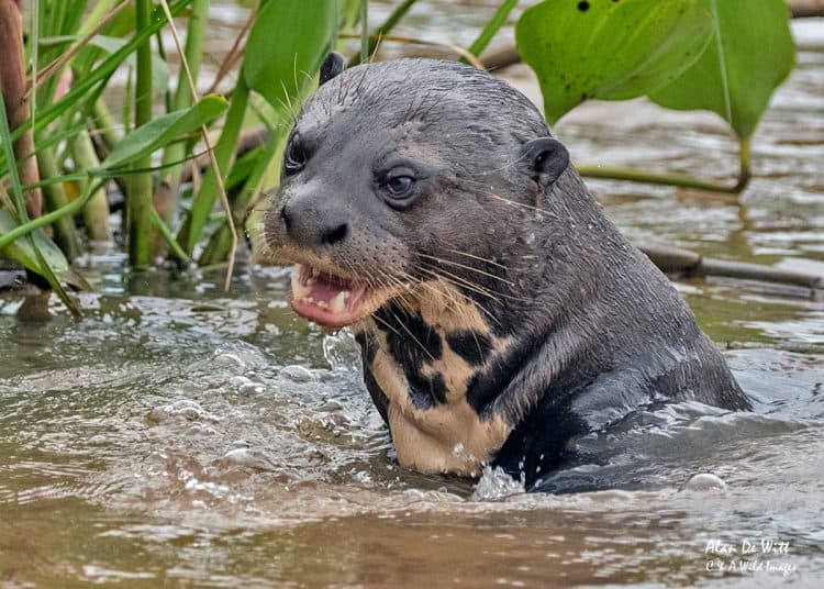 Giant Otters of the Three Brother River in Brazi's Pantanal