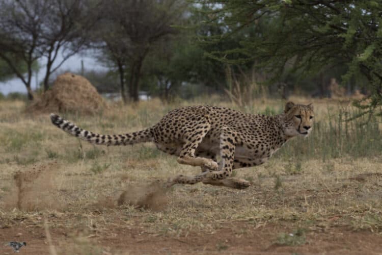 A running cheetah. Image by Peter Scheufler / Cheetah Conservation Fund.