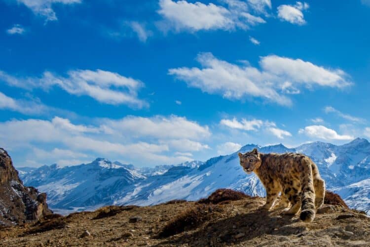 Snow leopards are one of the most elusive big cat species, and sightings are very rare (Photo: Prasenjeet Yadav / Snow Leopard Trust)