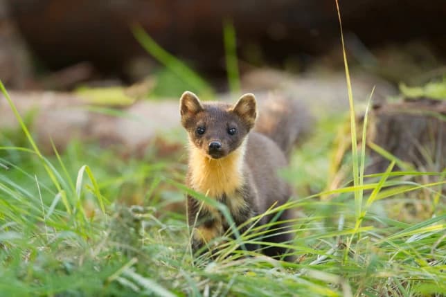 Pine martens could be reintroduced to England after a 150-year absence