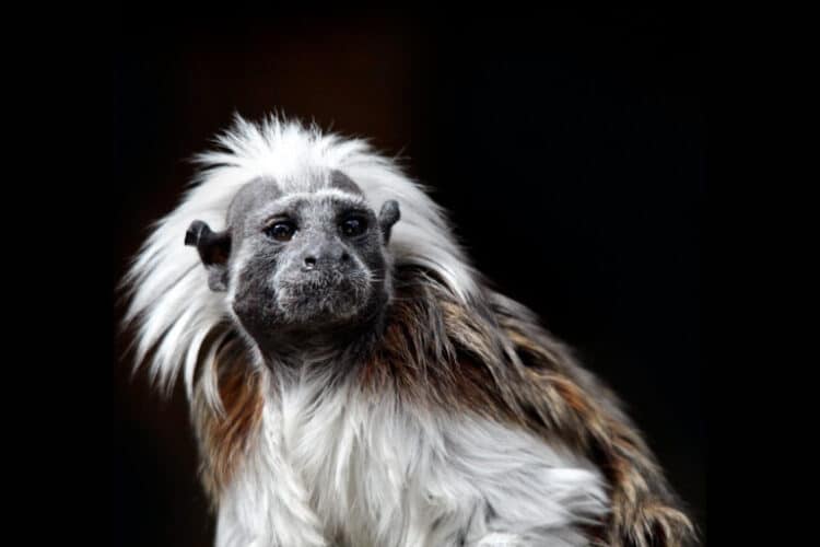 Native to Colombia’s Caribbean region, cotton-top tamarins live in semiarid lowlands and mangrove forests. Image by Fabio Gismondi via Flickr (CC BY-NC-SA 2.0).
