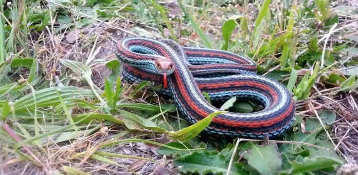 San Francisco garter snake-credit-Richard Kim: USGS Western Ecological Research Center