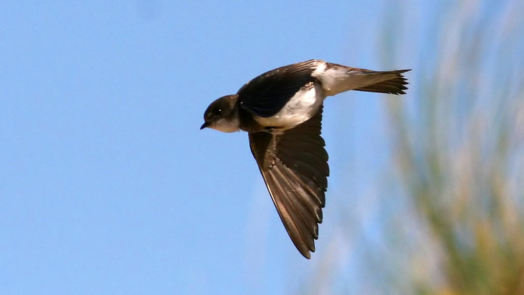 Sand Martin Riparia riparia