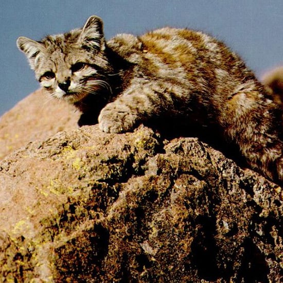 WIKIMEDIA COMMONS / LUPO THIS ELUSIVE CREATURE LIVES EXCLUSIVELY IN THE ANDES MOUNTAINS AND PATAGONIA STEPPE, WHERE CLIMATES ARE HARSH AND FOOD IS SCARCE.