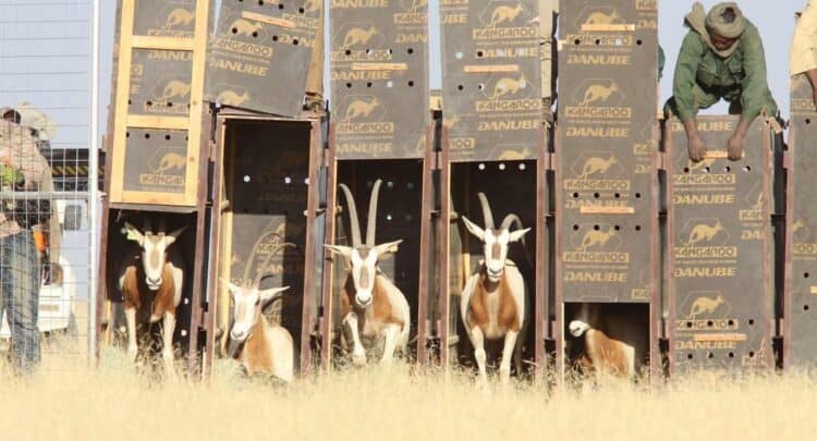 Scimitar-horned oryx being released in Chad – SWNS