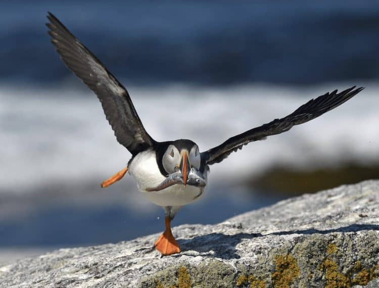 We Saved the Puffins. Now a Warming Planet Is Unraveling That Work