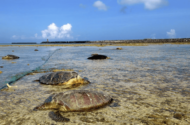 Sea turtles are found too weakened to move due to injuries apparently inflicted by local fishermen in Kumejima island, Okinawa Prefecture, on July 14. Sea Turtle Museum of Kumejima