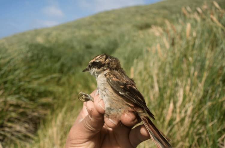 Scientists Discover Bird Species at Tip of South America