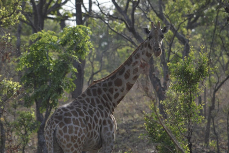 A Kordofan giraffe in Cameroon’s Bénoué National Park. Only an estimated 300 individuals remain in the park, threatened by poaching and habitat loss. Image courtesy of Bristol Zoological Society.