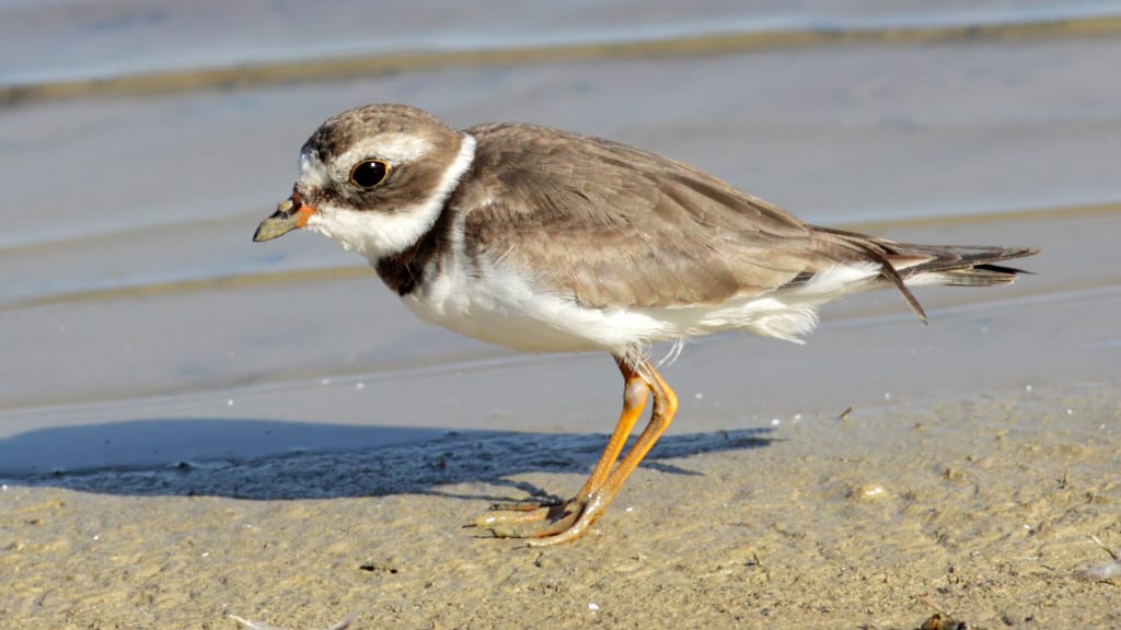 Semipalmated Plover Charadrius semipalmatus