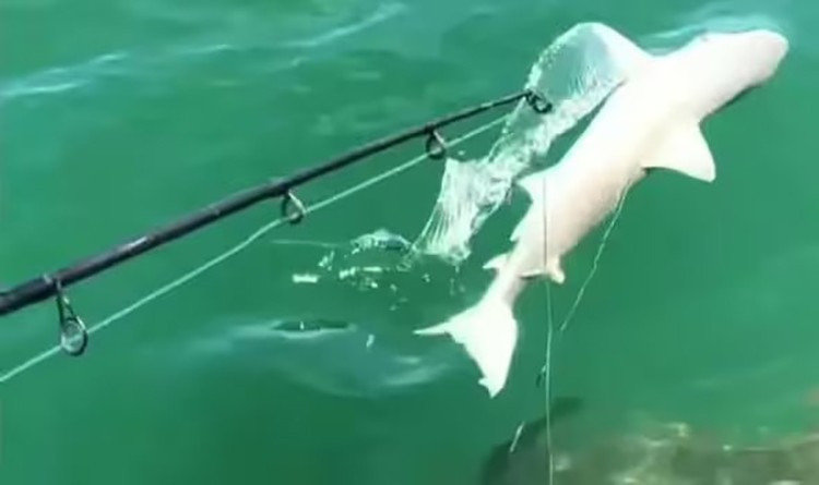 A fisherman was reeling in a small shark with his crew when he noticed a shadow lurking (Image: PEN News)