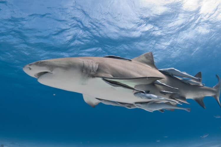 Shark-fishing gear banned across much of Pacific in conservation ‘win’