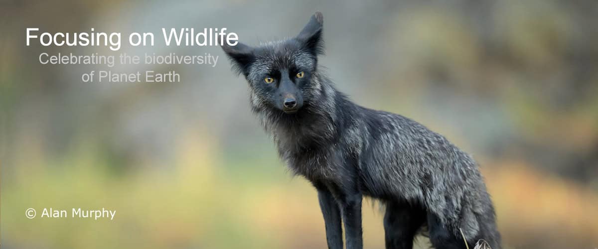 Silver Fox by Alan Murphy