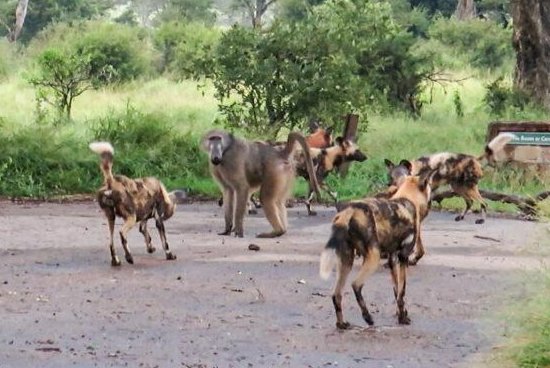 Single baboon stuck between 20 wild dogs