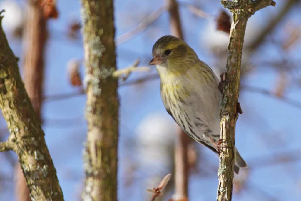 Siskin Carduelis spinus
