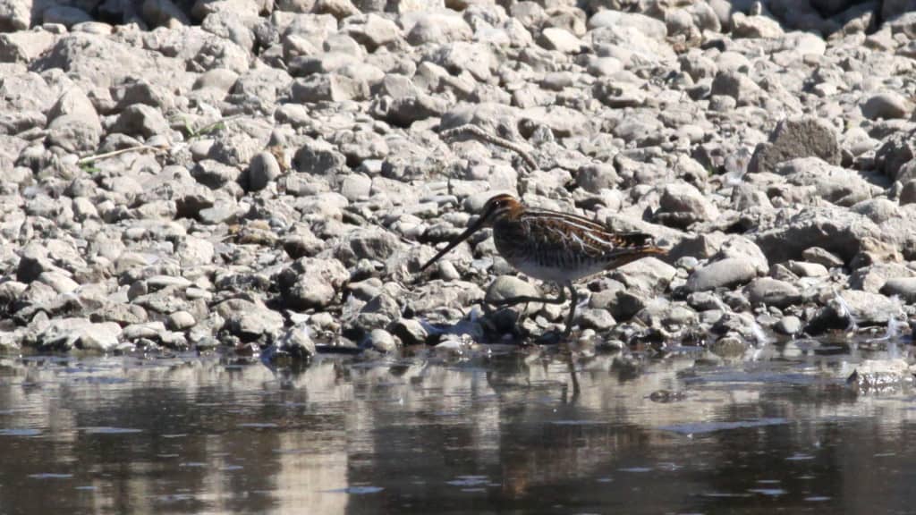 Snipe Gallinago gallinago