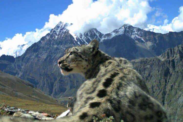 Snow leopard at ease in its high-mountain habitat. Image courtesy of Madhu Chetri.