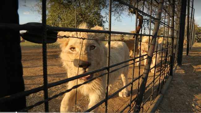 Shocking new footage reveals horrific conditions lions and tigers are subjected to at big cat farms in SA