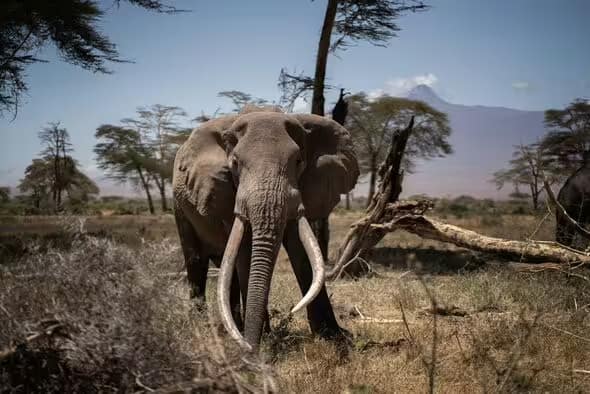 Spanish Tiktoker survived horror ordeal with elephant (stock image) (Image: Getty)