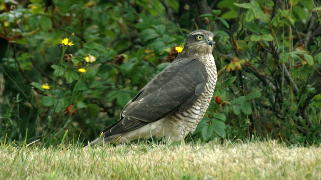 Sparrowhawk Accipiter nisus | Focusing on Wildlife