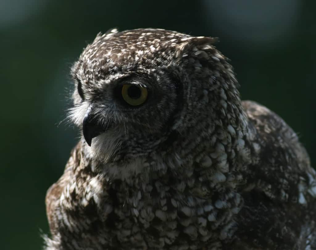 Spotted Eagle-owl Bubo africanus