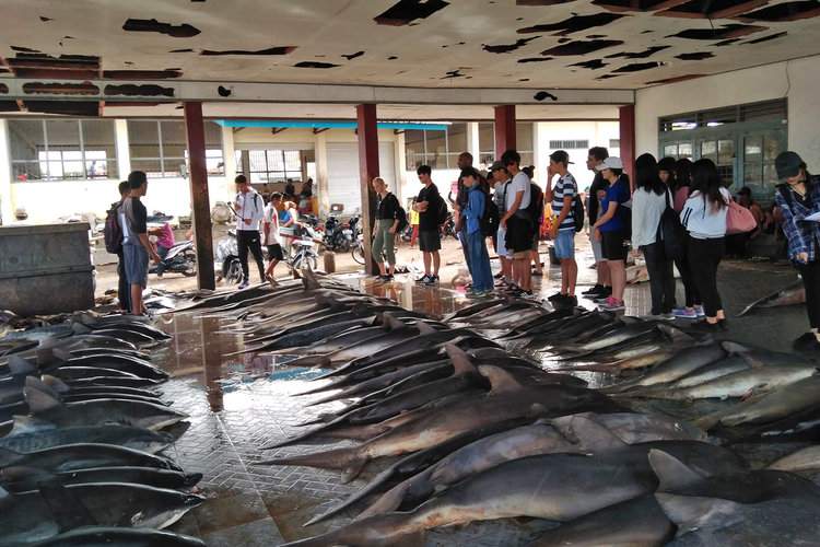 Students seeing the results of a catch at the Tanjung Luar fish market. Image courtesy of The Dorsal Effect.