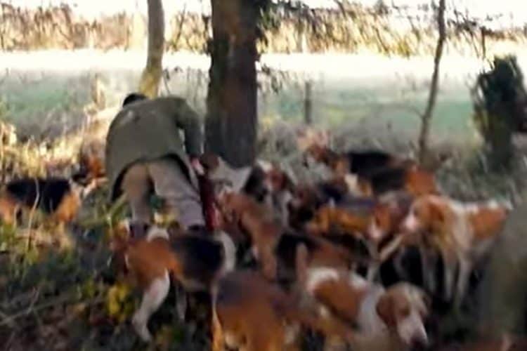 'This is sheer arrogance': Hunt member filmed trying to hide the dead body of a fox near Banbury