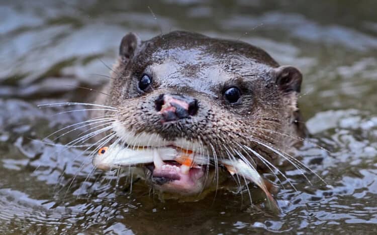 Raiding otters are giving pond owners something to carp about