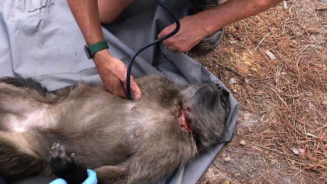 Juvenile baboon almost killed by thick wire snare cutting deep into her neck