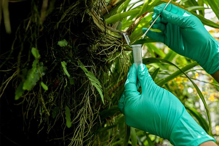 Researchers swabbing leaves to collect DNA samples. Image by Andreas Sachse.