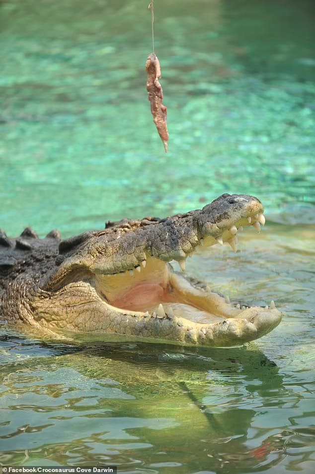 An employee was recently atttacked by Leo (pictured) the 5m saltwater crocodile at Crocosaurus Cove in Darwin