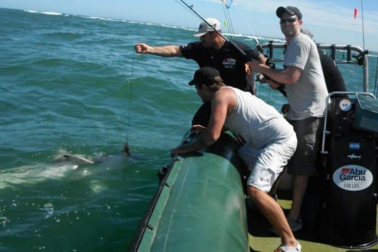 Sport fishermen reeling in a copper shark for tagging, courtesy of Conserving Sharks in Argentina.