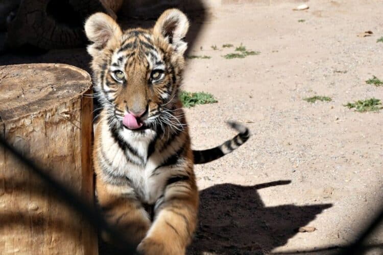 Tiger Cub Confiscated During New Mexico Shooting Investigation Sent to Colorado Sanctuary