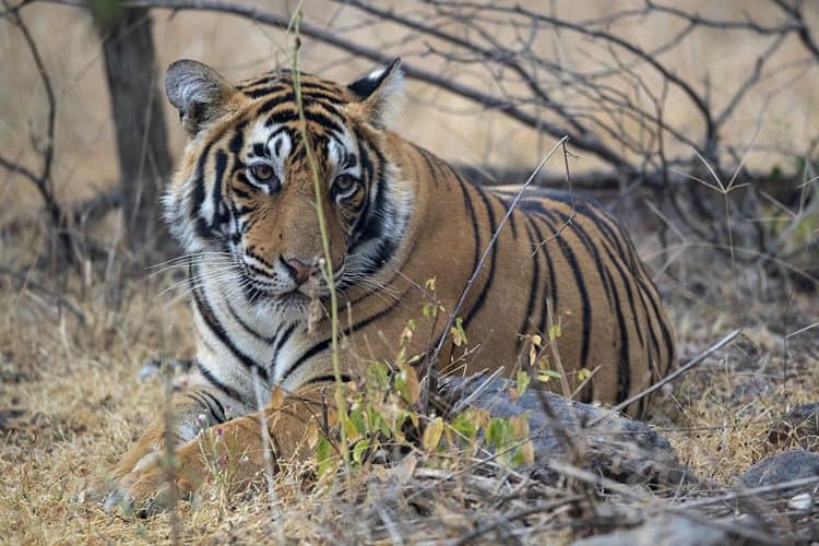 A Tiger prince makes an appearance in Ranthambore | Focusing on Wildlife