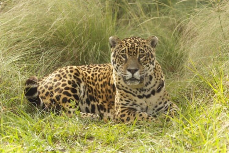 obuna, the first jaguar to join the Jaguar Reintroduction Center in Iberá Park. Image © Rafa Abuin-Rewilding Argentina