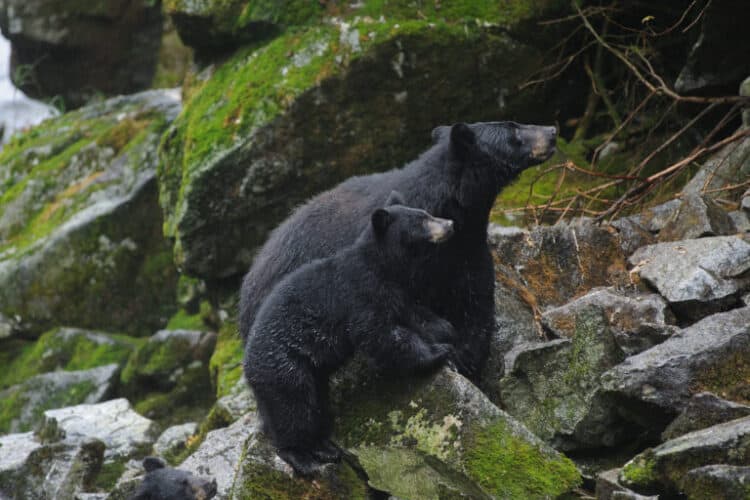 Black bears (Ursus americanus) in Tongass National Forest. Image by Forest Service Alaska Region, USDA via Flickr (CC BY 2.0).