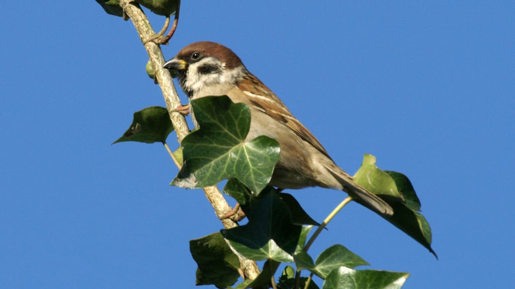 Tree Sparrow Passer montanus