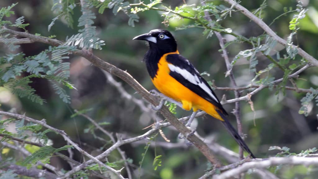 Venezuelan Troupial Icterus icterus – Focusing on Wildlife