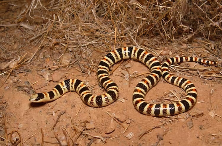 Tucson shovel-nosed snake. Credit: USGS.