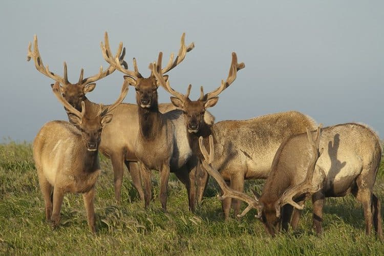 Lawsuit Challenges Point Reyes Ranching, Elk-Killing Plan