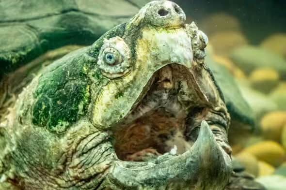 Huge snapping turtle with a bite more powerful than a great white shark's found near park