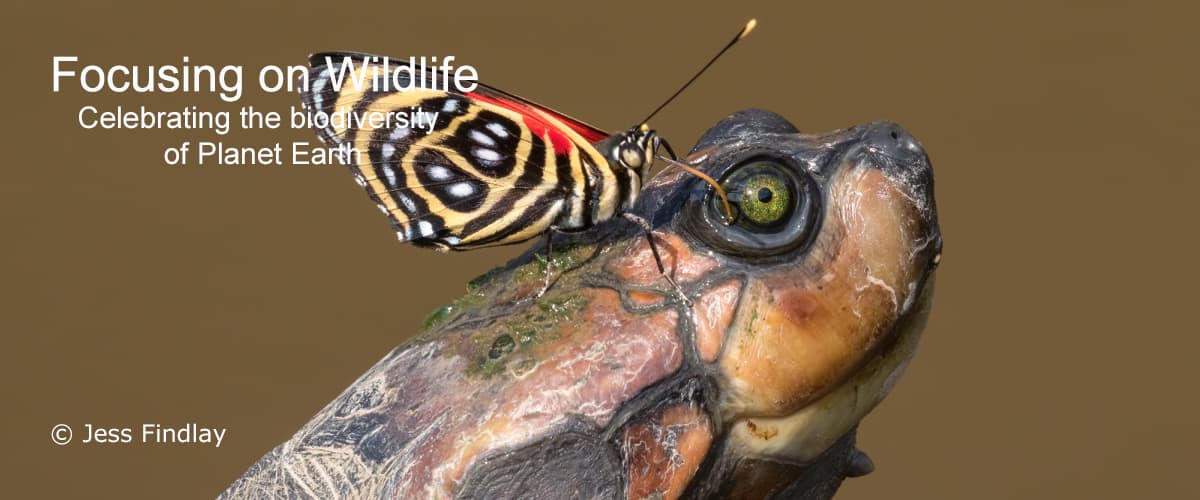 Turtle and Butterfly by Jess Findlay